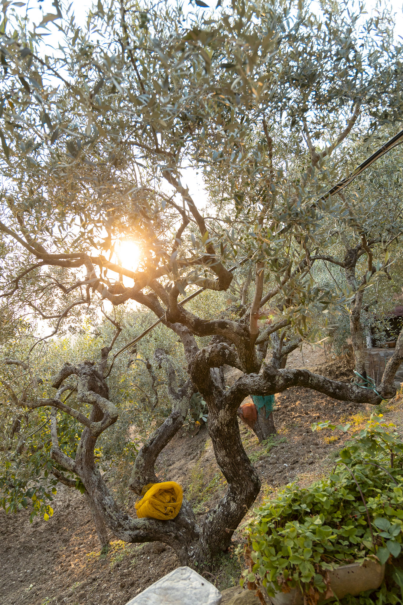 natura2